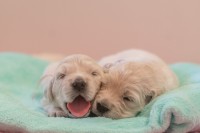Ms Flower & Ms_Purple